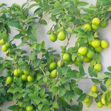 Market Lemon Plants — Lemon sapling available at Agro Nursery Garden